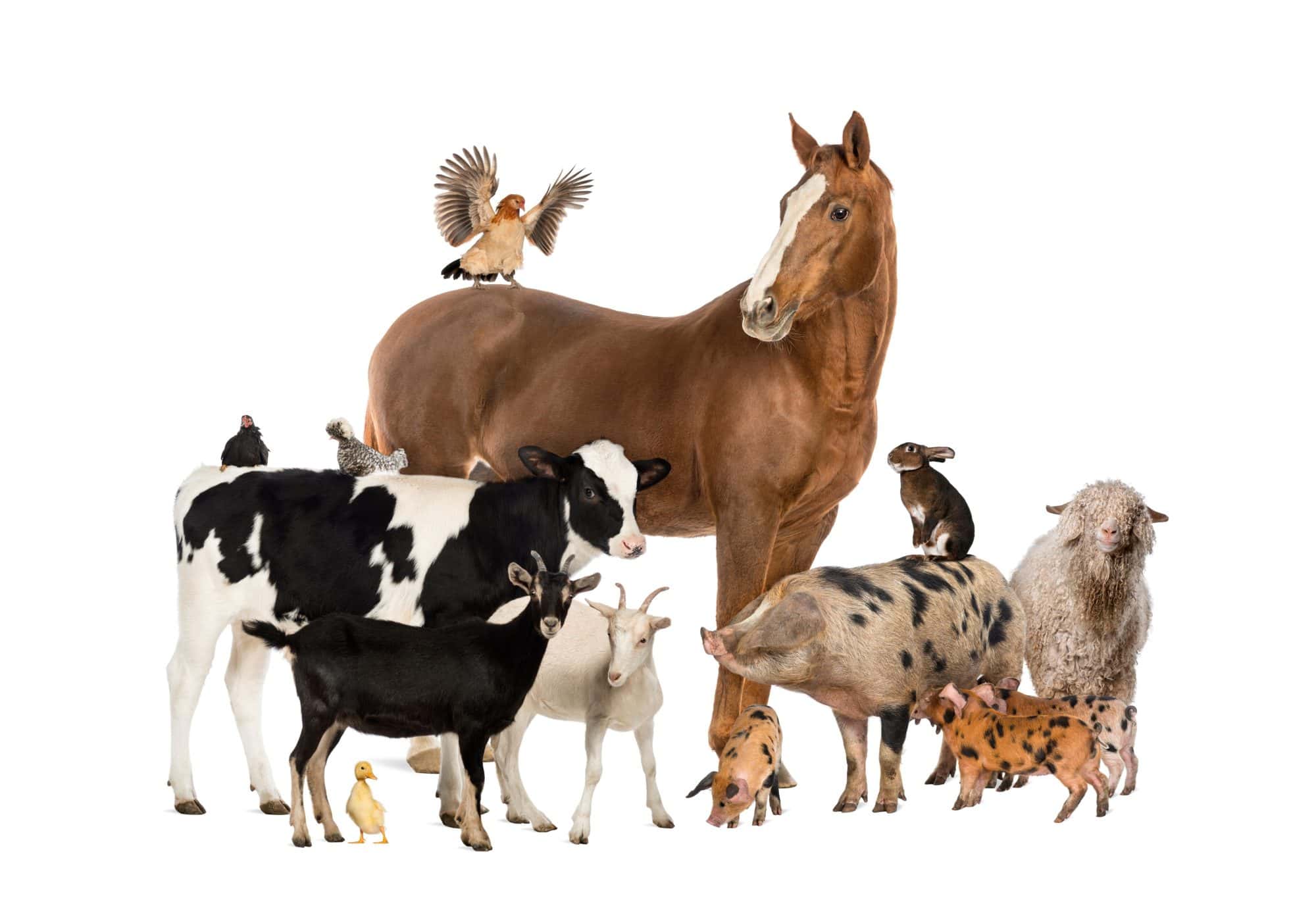 Veterinary